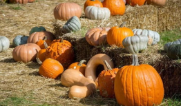 江苏吃瓜爆料是真的吗,真相揭秘还是无稽之谈？